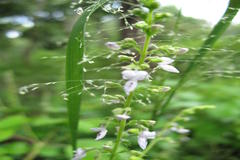 Plectranthus mollis